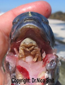 peste zombi