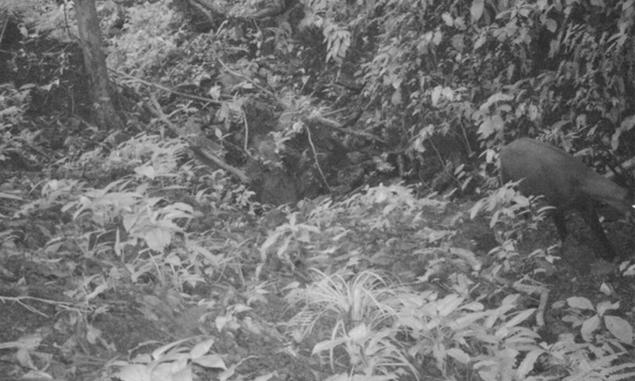 saola-cameratrap1-2013