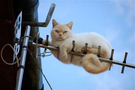 cats-stuck-4