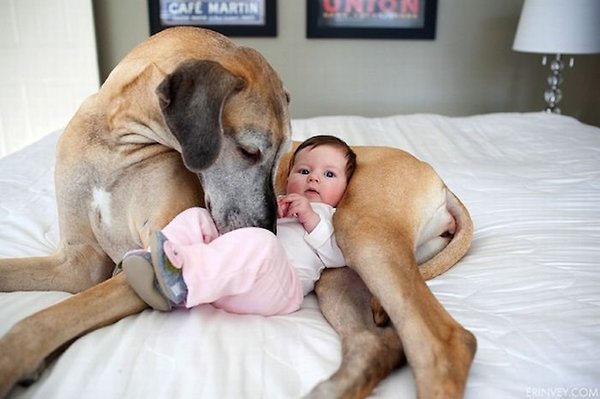 a.aaa-love-between-dog-and-man-is-