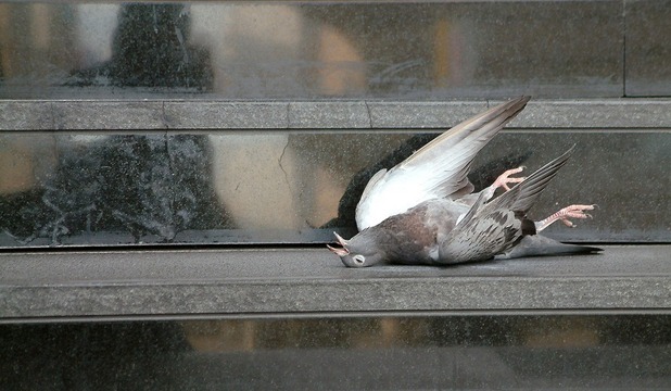 porumbel-mort