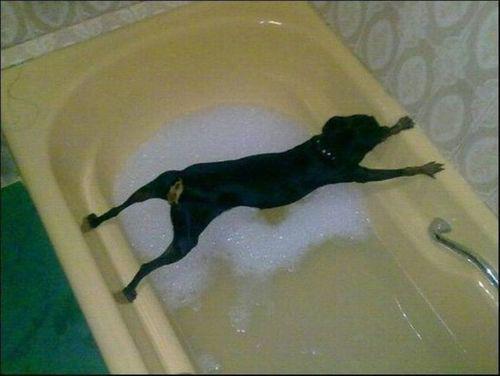 dog-bath-2691