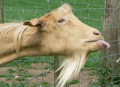 goat2
