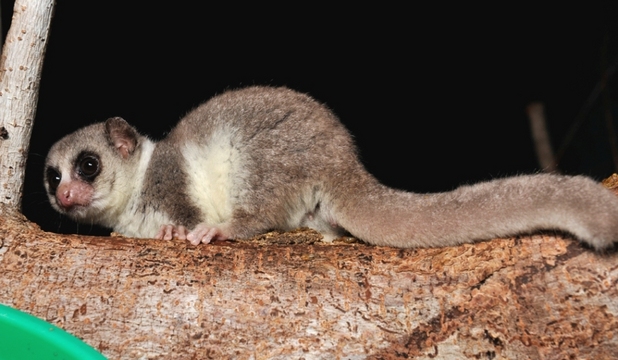 lemur