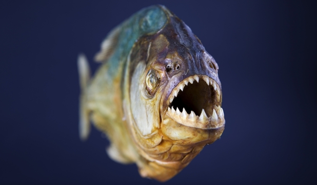 piranha