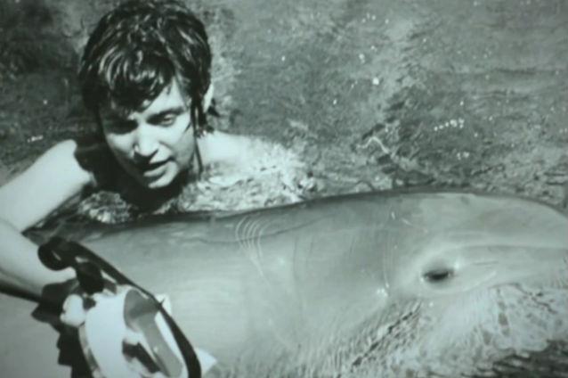 delfini