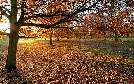 autumn_1490388c