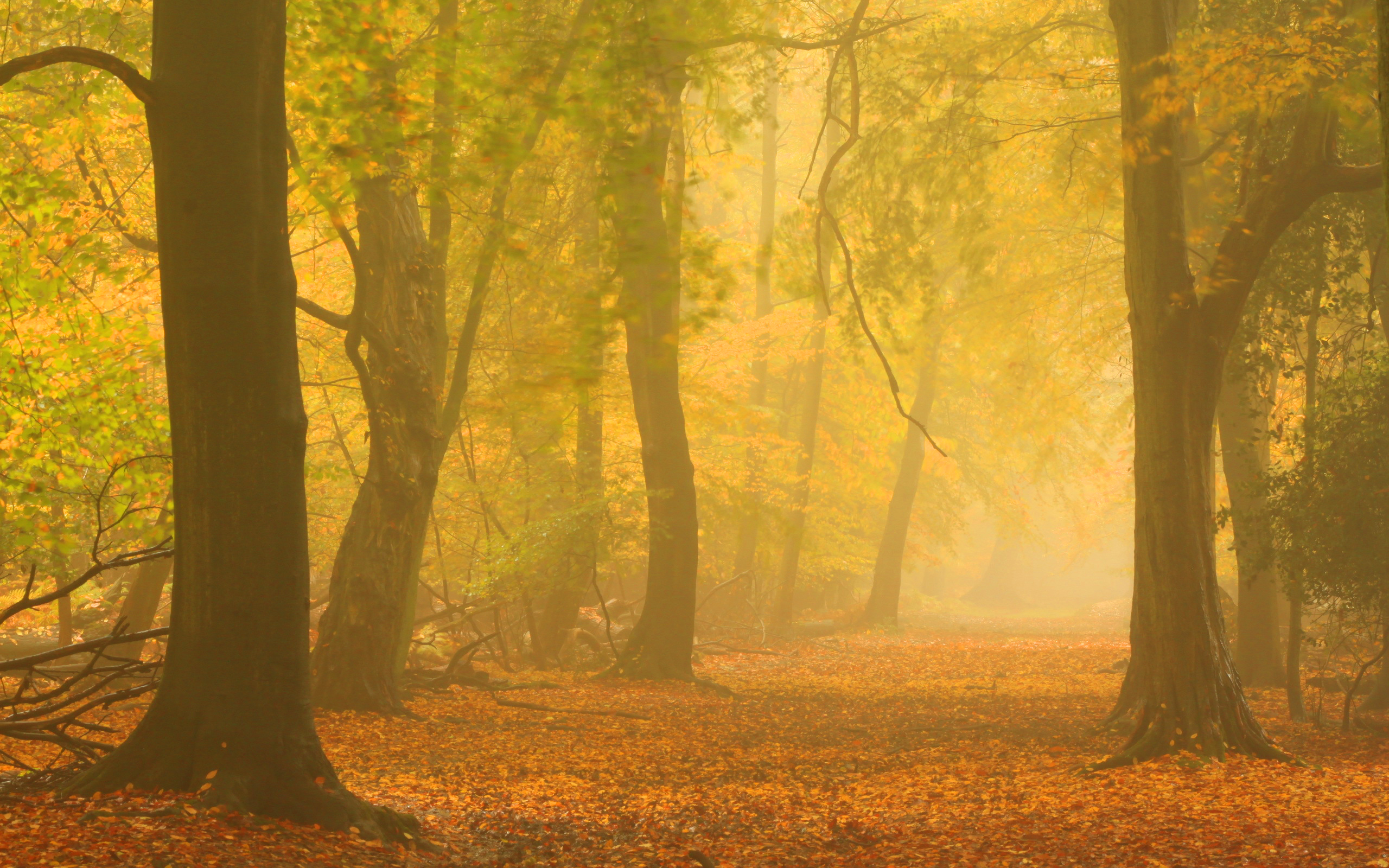 autumn-mist-forest-road