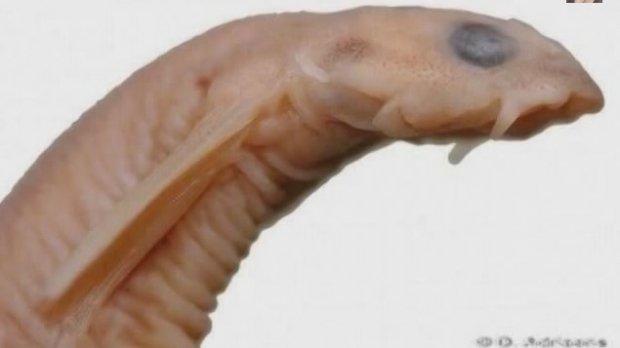 candiru-fish_19688600