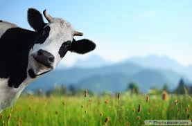 vaca