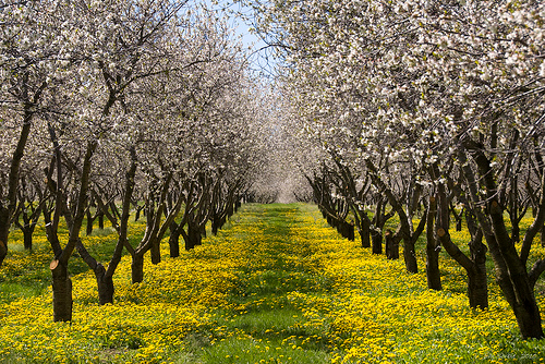 Michigan-cherry-blossoms