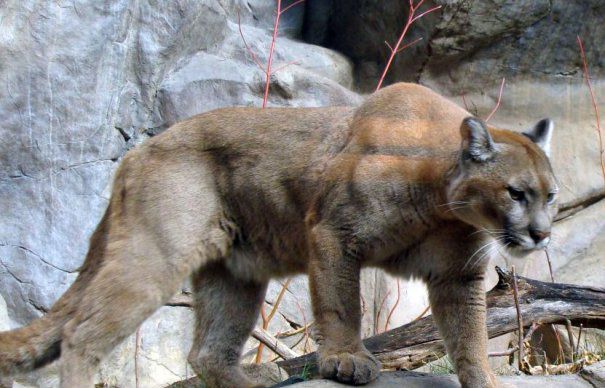2009-11-25-puma-zoo-465x390