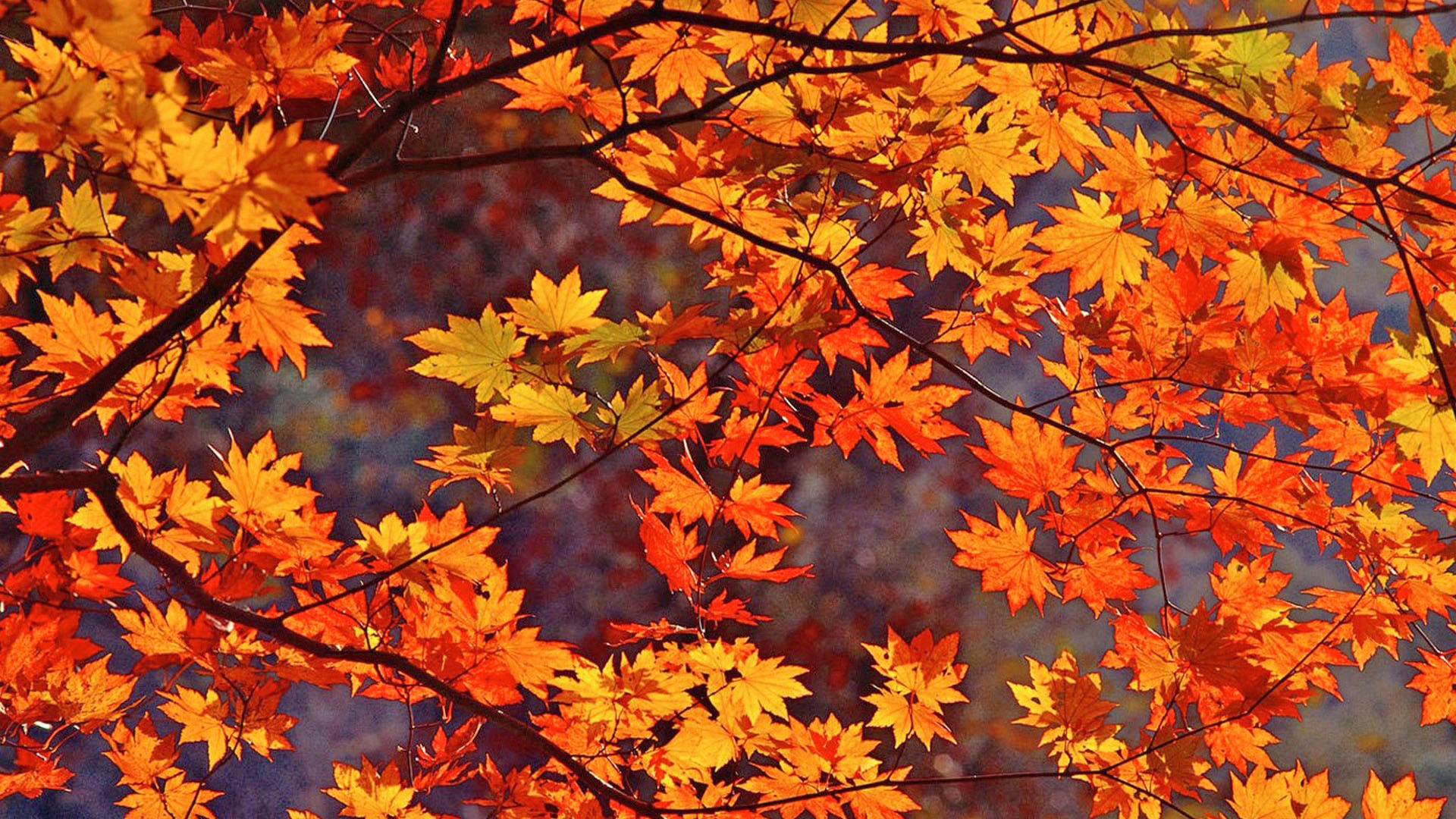 Fall Leaves Wallpapers