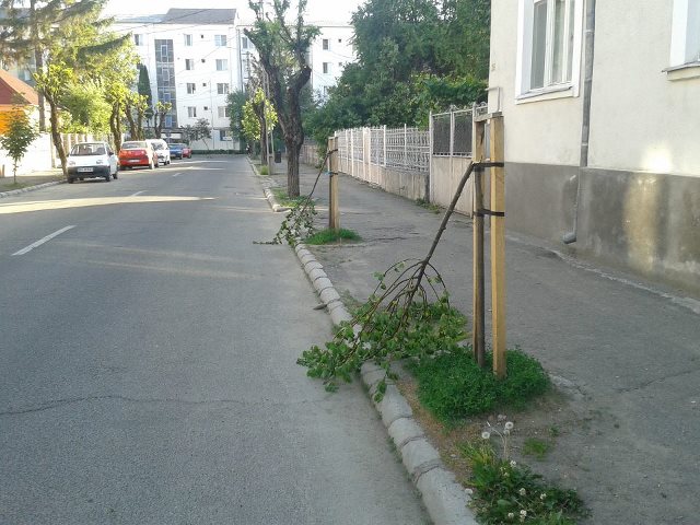 Copaci-rupti