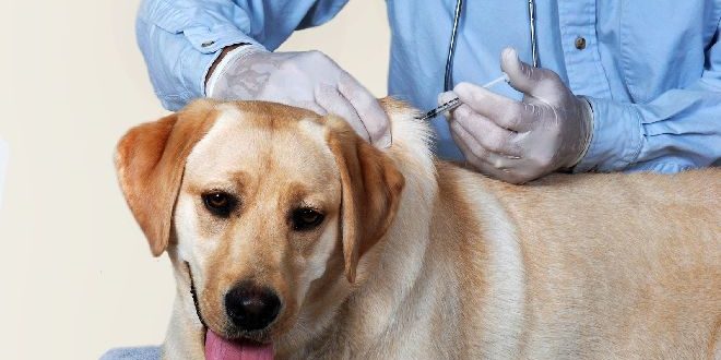 vaccin