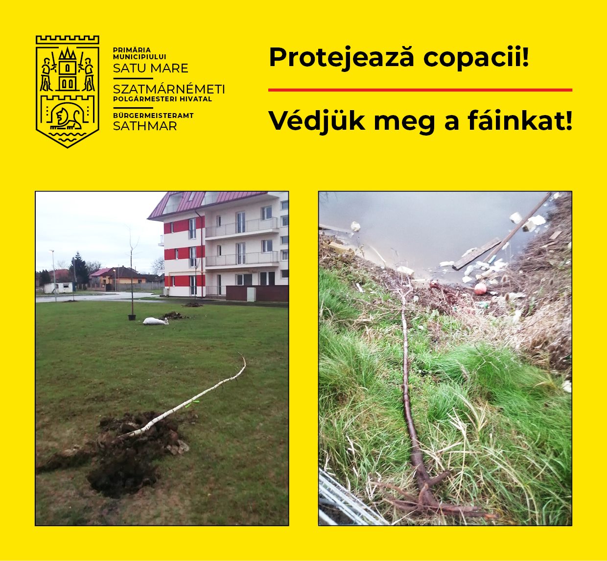 copaci ruti