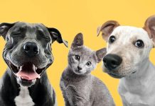 Recomandarea privind necesarul MINIM zilnic de apă al unui animal, în funcție de specie, talie, rasă și stare fiziologică