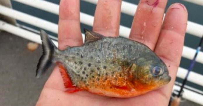 piranha
