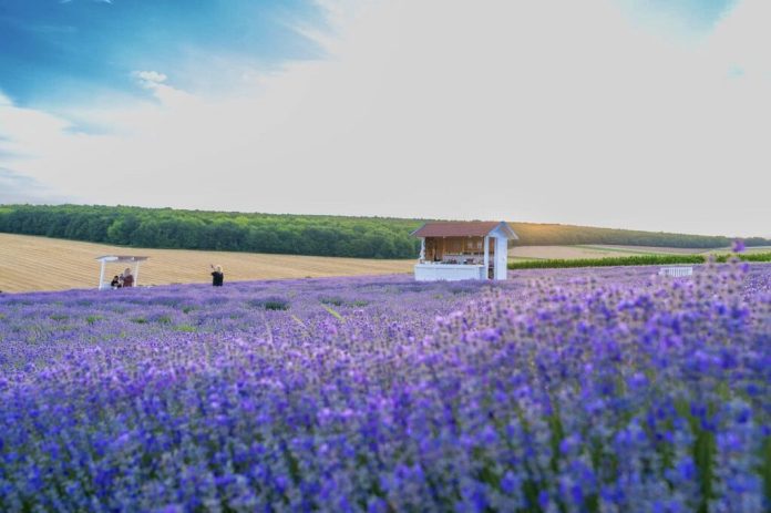 lavanda-1024x681