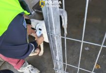Controale pentru protecția și bunăstarea câinilor, la adăpostul public din Carei