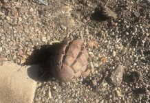 O grenadă defensivă a fost descoperită în Carei, pe strada Cuza Vodă